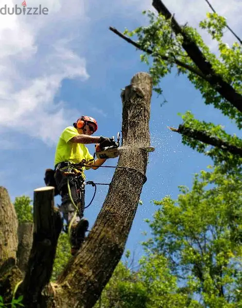 We do all kinds of Plants & Tree cutting trimming Rubbish Disposal
