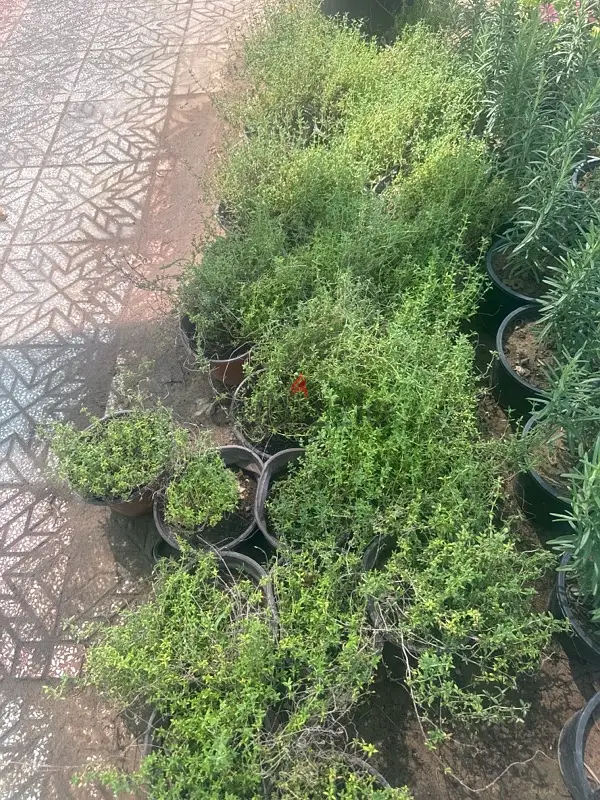 Aromatic Plants (Herbs)