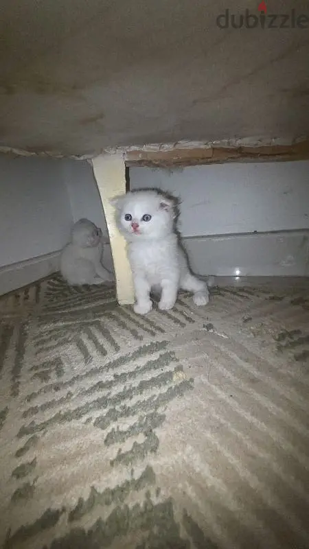 متوفر قطط سكوتش العمر شهرين65598840461698122