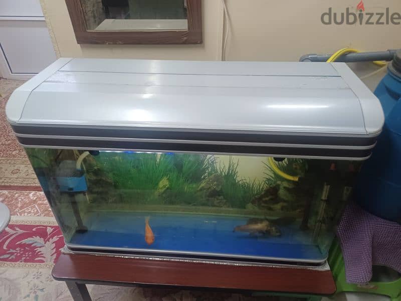 Full set aquarium with fish for sale 1