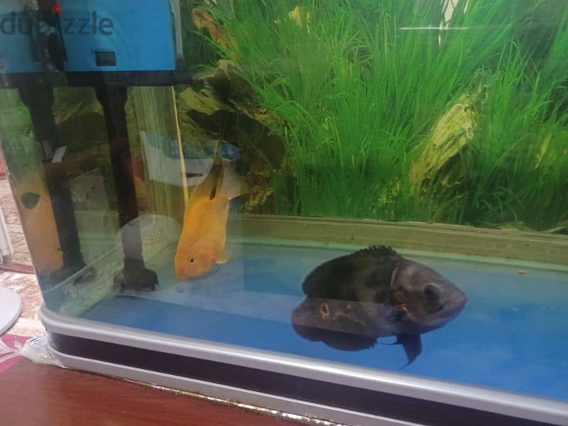 Full set aquarium with fish for sale 3