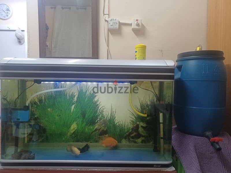 Full set aquarium with fish for sale 4