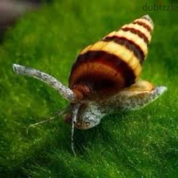 Assasin snail 1