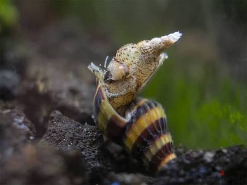 Assasin snail 2