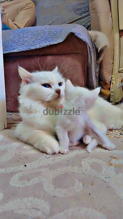 Persian cat with three kids