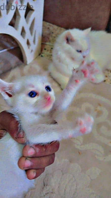 Persian cat with three kids 1