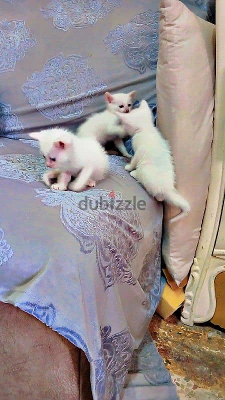 Persian cat with three kids 2