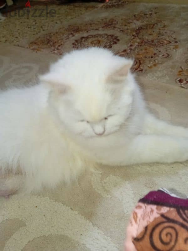 Persian cat with three kids 3