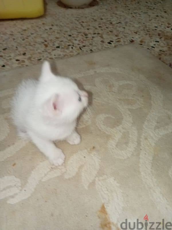 Persian cat with three kids 4