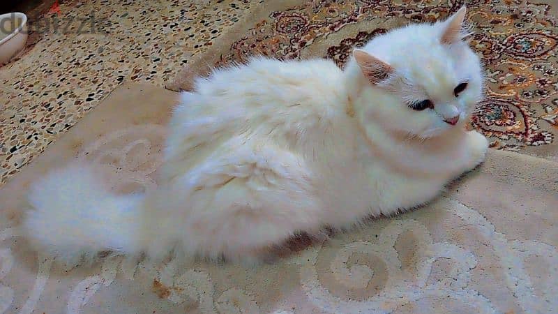 Persian cat with three kids 5