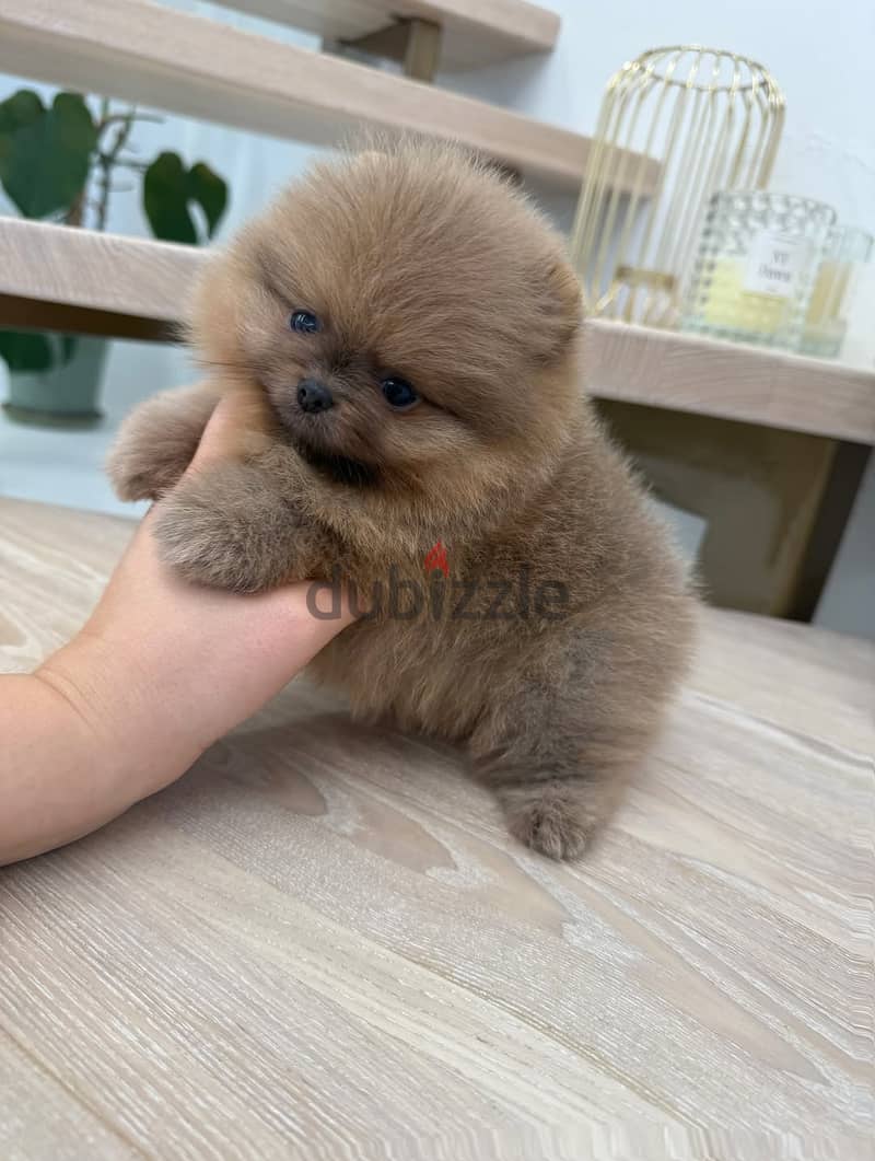 adoreble pomerenian puppies availeble looking for new home 1