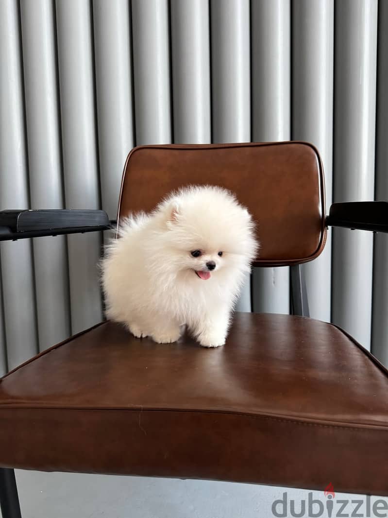 adoreble pomerenian puppies availeble looking for new home 2