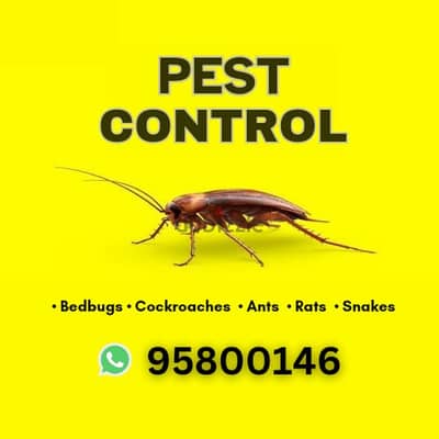 Pest Control treatment, Bedbugs Cockroaches Rats Medicine