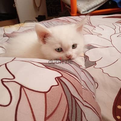 Persian cat mix Maine Coon kitten