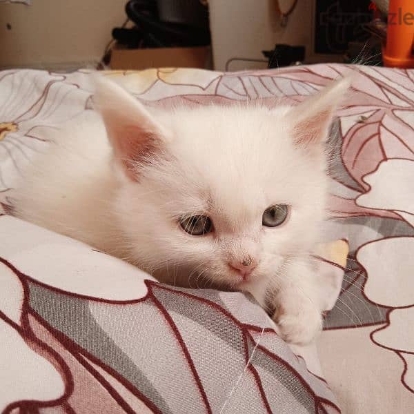 Persian cat mix Maine Coon kitten 1