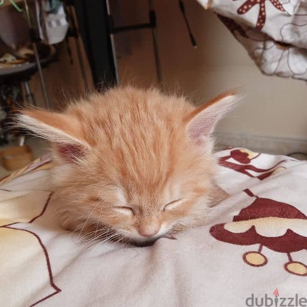 Persian cat mix Maine Coon kitten 2