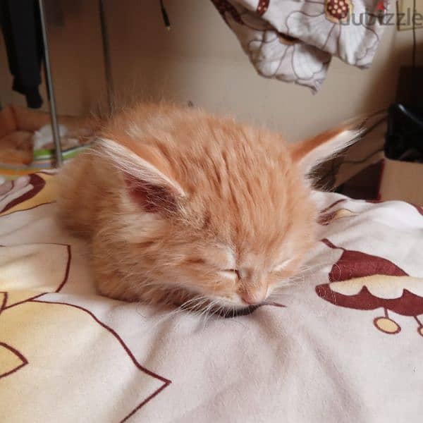 Persian cat mix Maine Coon kitten 3