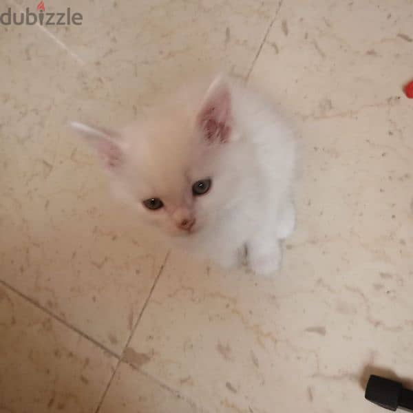 Persian cat mix Maine Coon kitten 4