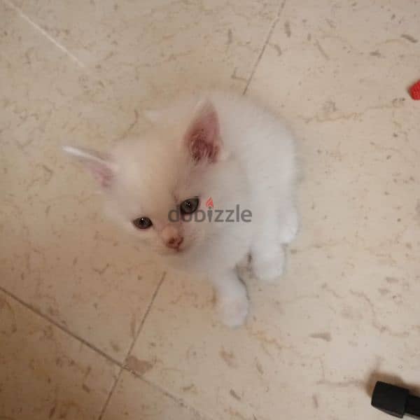 Persian cat mix Maine Coon kitten 5