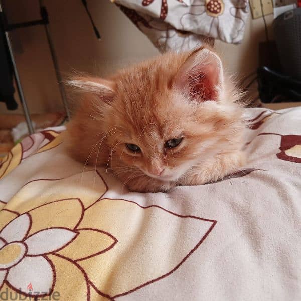 Persian cat mix Maine Coon kitten 6