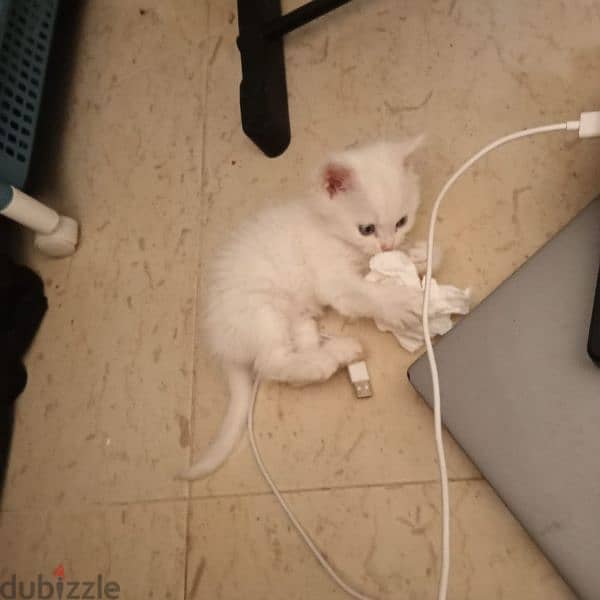 Persian cat mix Maine Coon kitten 7