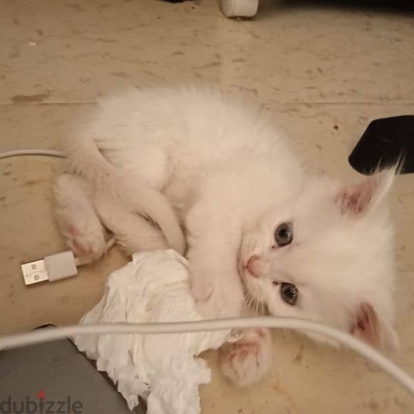 Persian cat mix Maine Coon kitten 8
