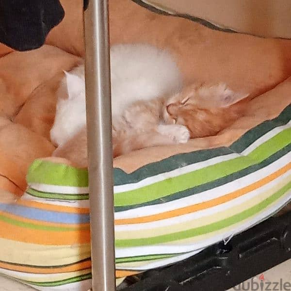 Persian cat mix Maine Coon kitten 9