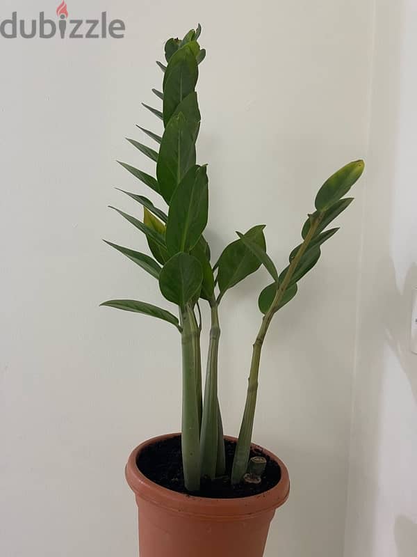 Zzz plant 1