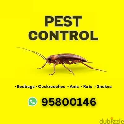 Professional Pest control in Muscat, Bedbugs powder available