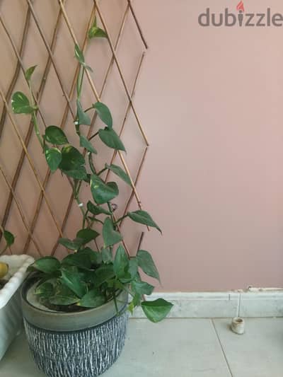 money plant  indoor