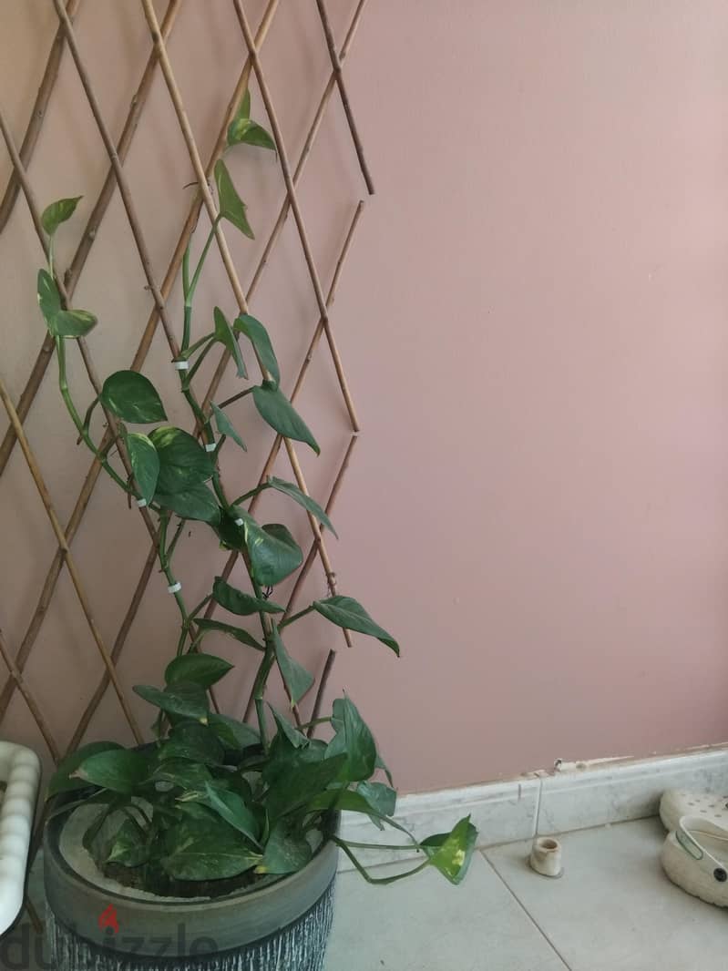 money plant  indoor 1
