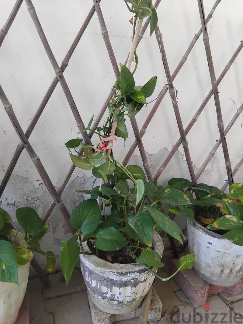 plants for sale 1