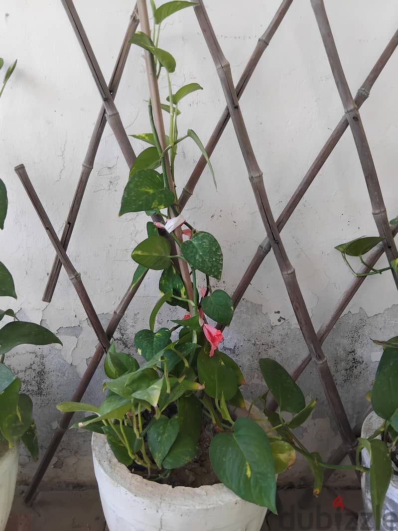 plants for sale 2