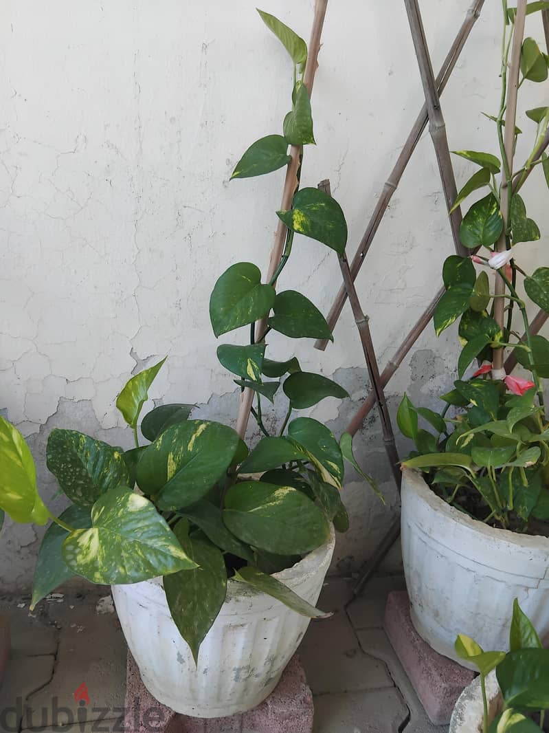 plants for sale 3