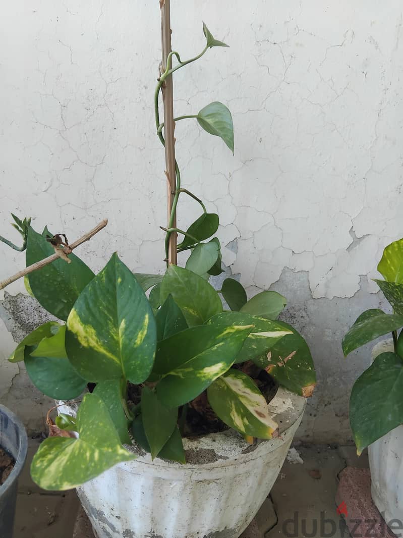 plants for sale 4