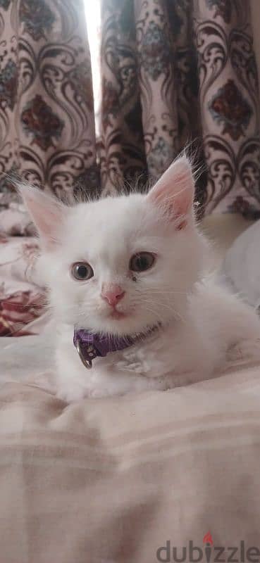 FOR SALE KITTENS / BABY CAT
