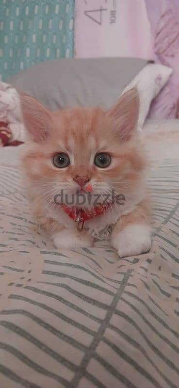 FOR SALE KITTENS / BABY CAT 2