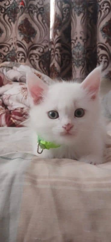 FOR SALE KITTENS / BABY CAT 3