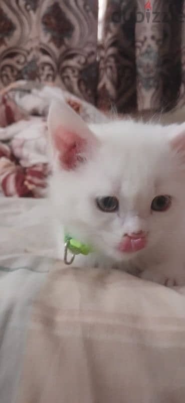 FOR SALE KITTENS / BABY CAT 4
