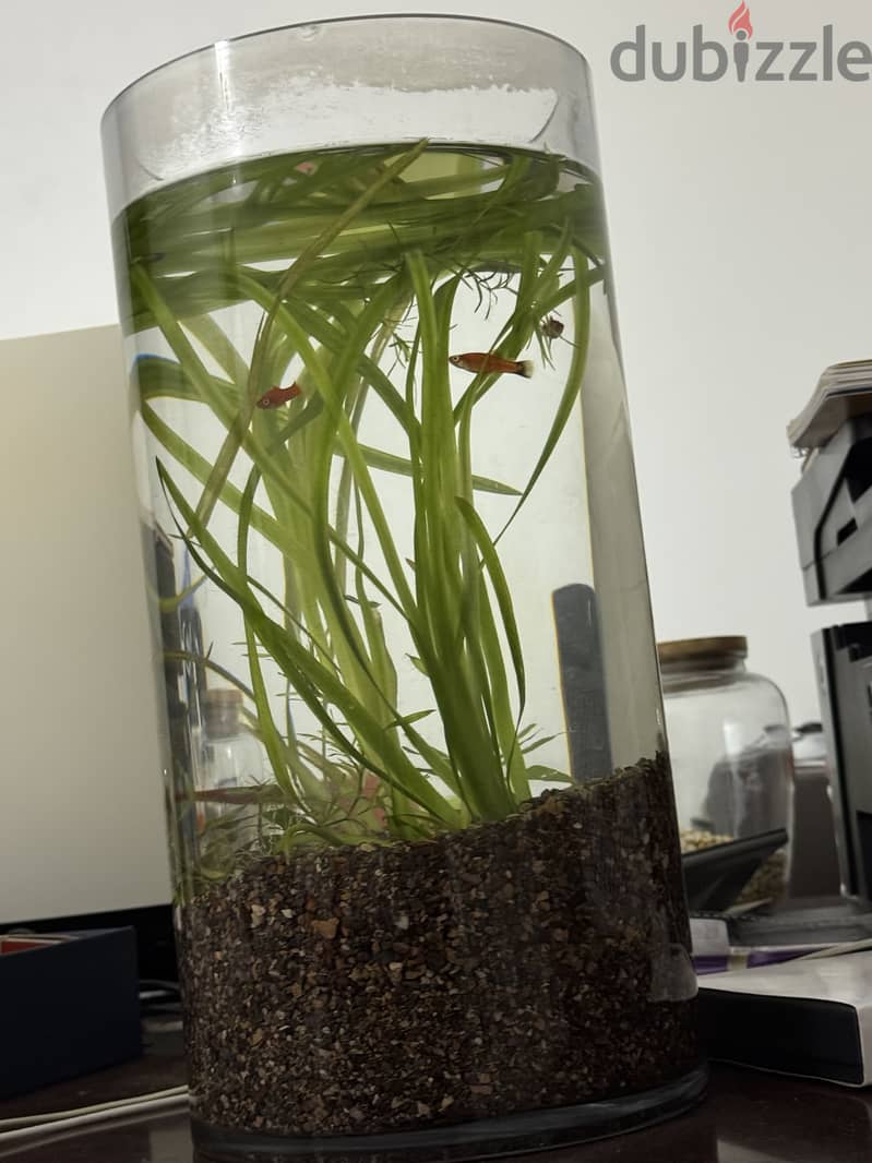 Barrel shaped fish tank 1
