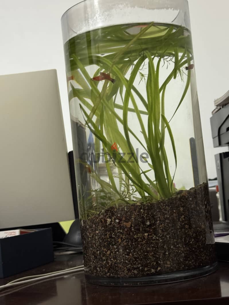 Barrel shaped fish tank 2