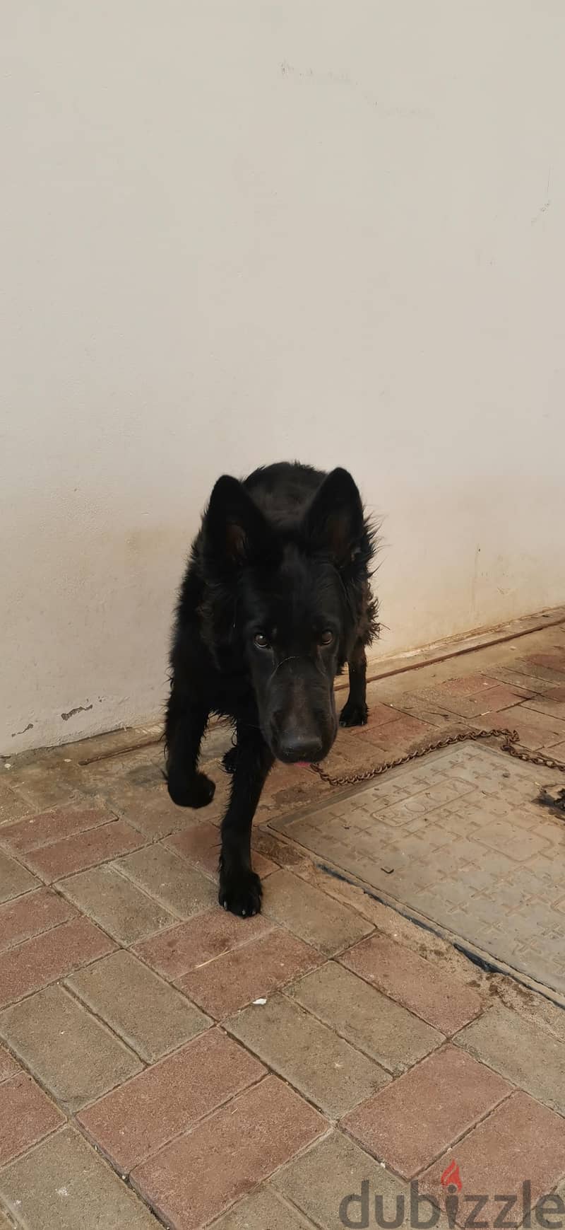 Black German Shepard 1