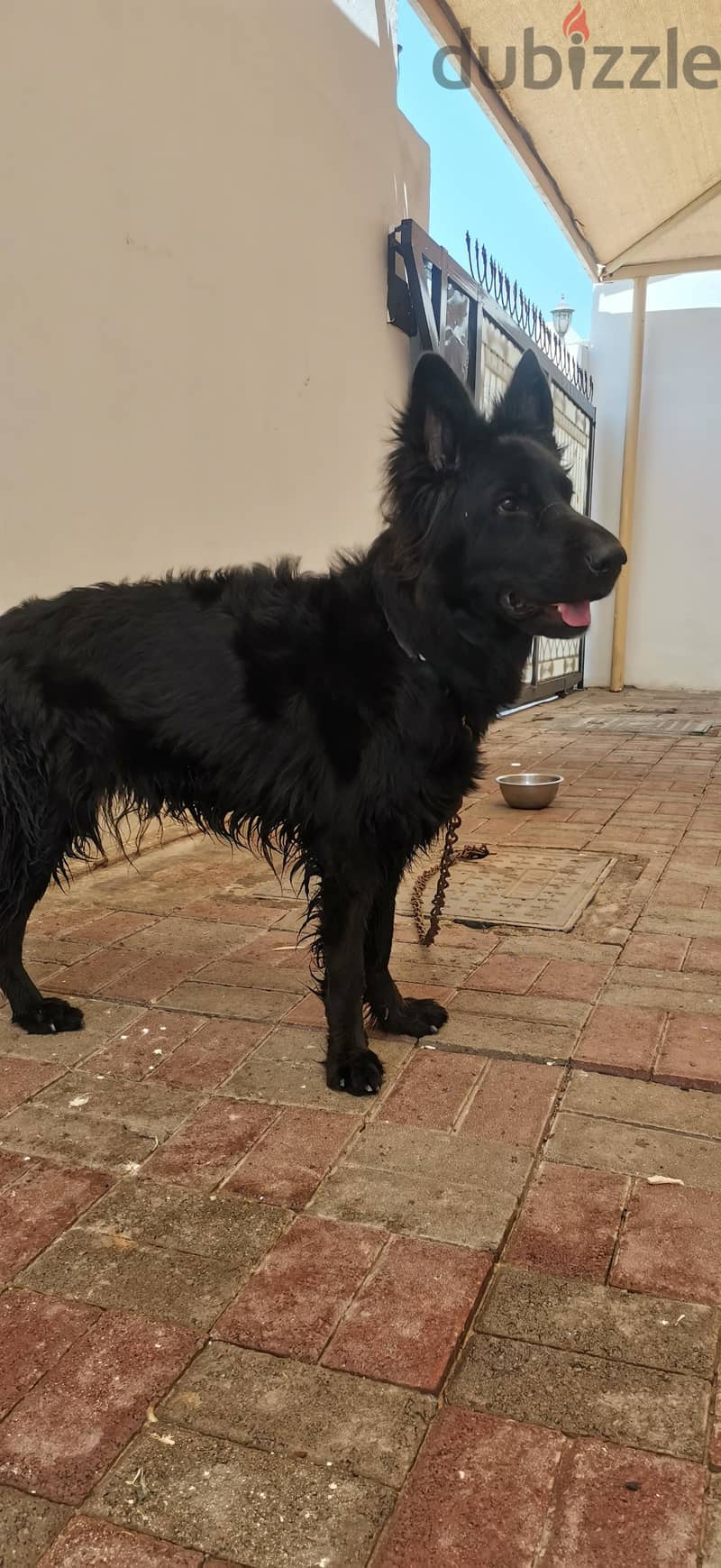 Black German Shepard 2