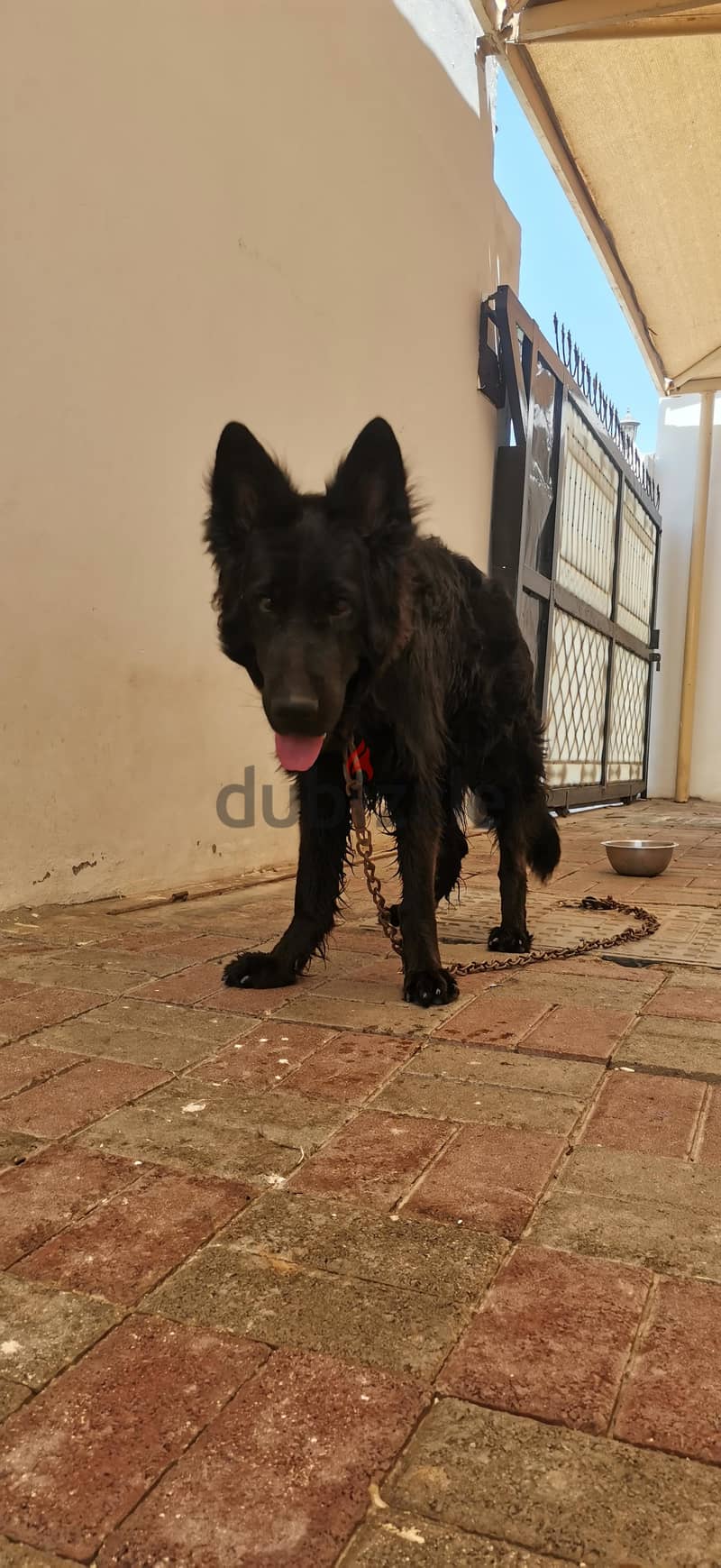 Black German Shepard 3