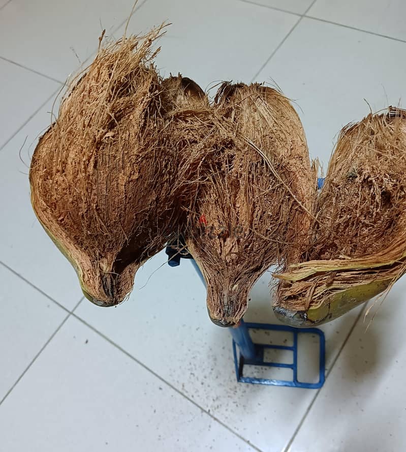 Coconut Skin Removal Tools Call 76305313 3