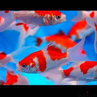 aquarium accessories ( check description)