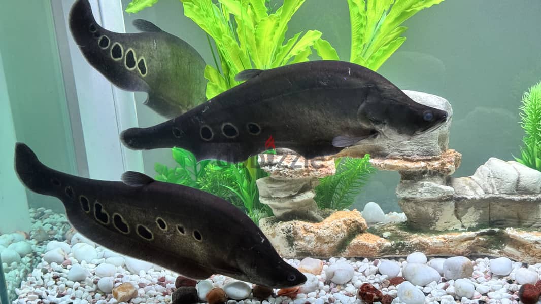 Exotic cloun knaif for sale 2