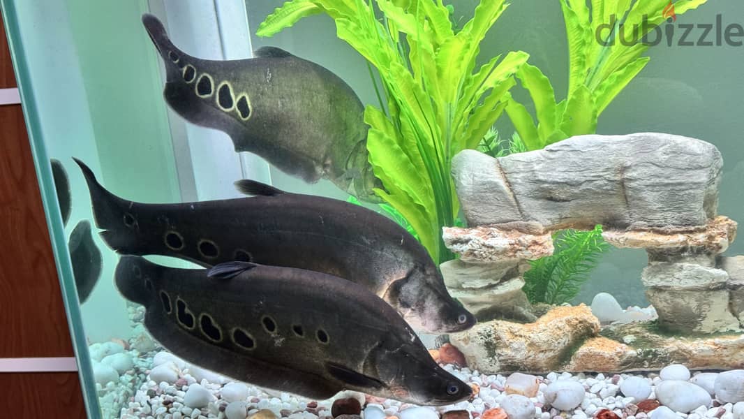 Exotic cloun knaif for sale 5