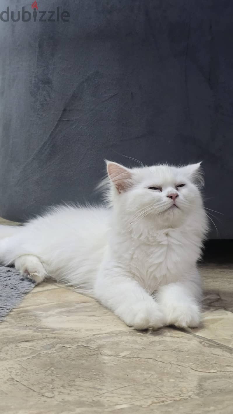 Persian Cat 2