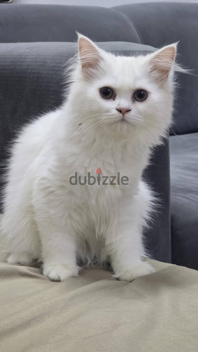 Persian Cat 4
